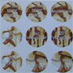 Regeneration Stickers