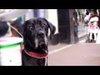 Peru antes do Natal: Oscar, The Hypno Dog And Other Tails