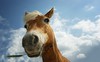 Top 10 Horse Songs - Page 10 of 10 - oxygen.ie