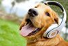 Sex, dogs and rock n roll: Top 10 songs about pets