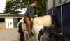 WATCH: The Divine Comedy's Neil Hannon grapples with a lovely horse in My Lovely Horse Rescue campaign video - Independent.ie