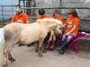 My Lovely Horse seeks public support