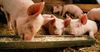Activists call for free range pigs in Ireland - Buzz.ie